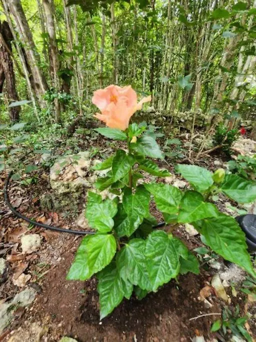 Villa Casa De La Selva-Jungle Getaway With Cenotes Playa del Carmen Casa vacanze